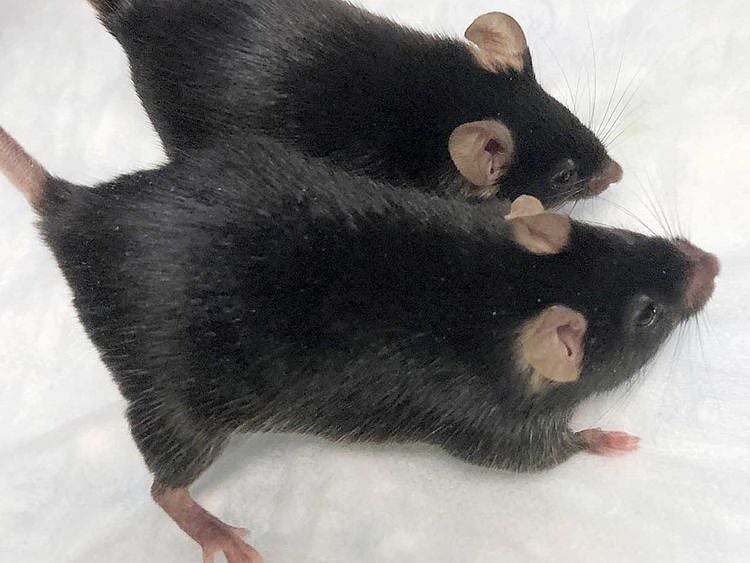 Mice space station body builder