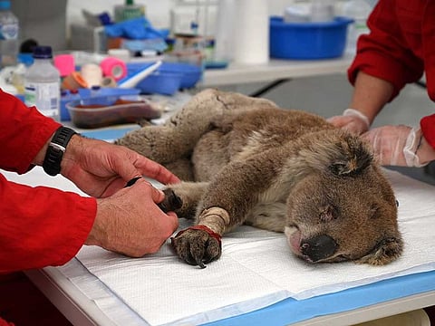 A file photo taken on January 14, 2020 shows an injured Koala being treated for burns by a vet at a makeshift field hospital at the Kangaroo Island Wildlife Park on Kangaroo Island.