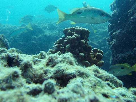 Coral reefs are protected areas in Abu Dhabi 
