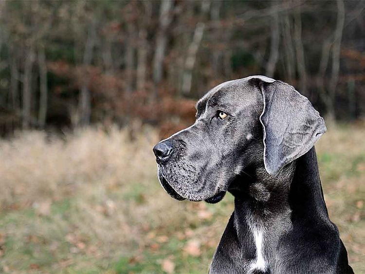 20200911 great dane