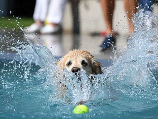 Dog swim day: Munich's canines take a dip