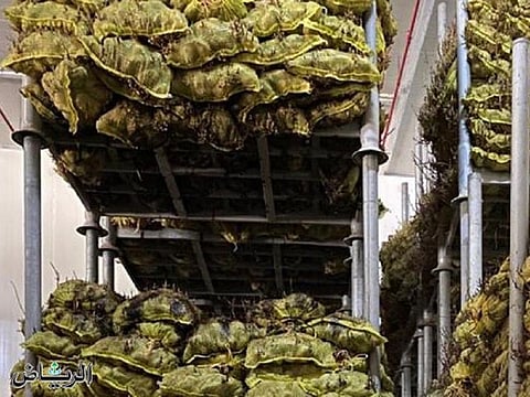 The poorly-stored food in Saudi Arabia.