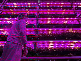 Pandemic forces 'pink farm' to get creative in Brazil