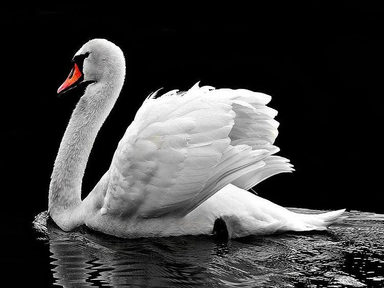 Swan