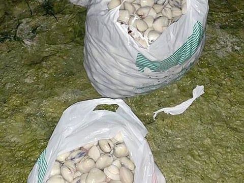 Oysters seized from one of the facilities. Officials said inspections will continue in the emirate, with visits to establishments that sell fish and other related products.