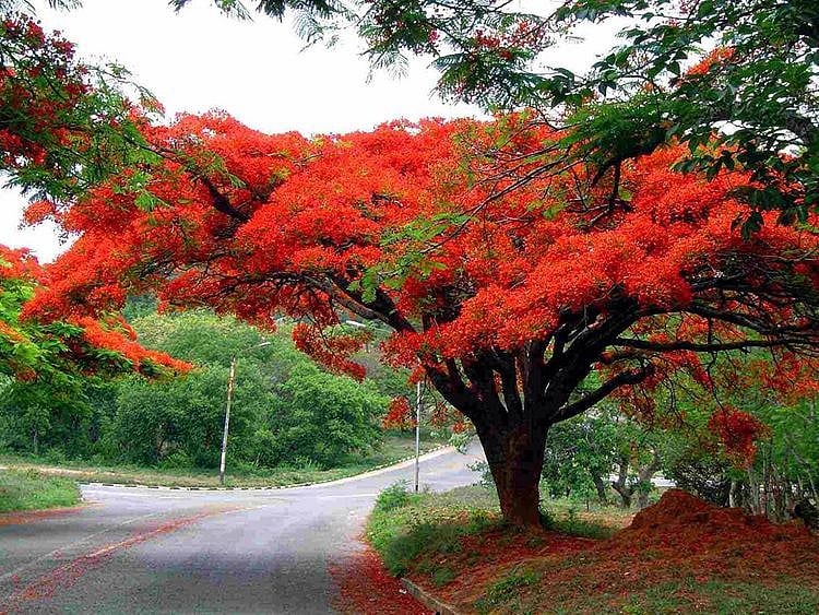 OPN 200916 Gulmohar tree-1600248231739