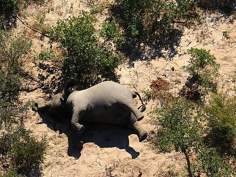 In this file photo taken on May 25, 2020 and provided on July 3, 2020 courtesy of the National Park Rescue charity shows the carcass of one of the many elephants which have died mysteriously in the Okavango Delta in Botswana. 