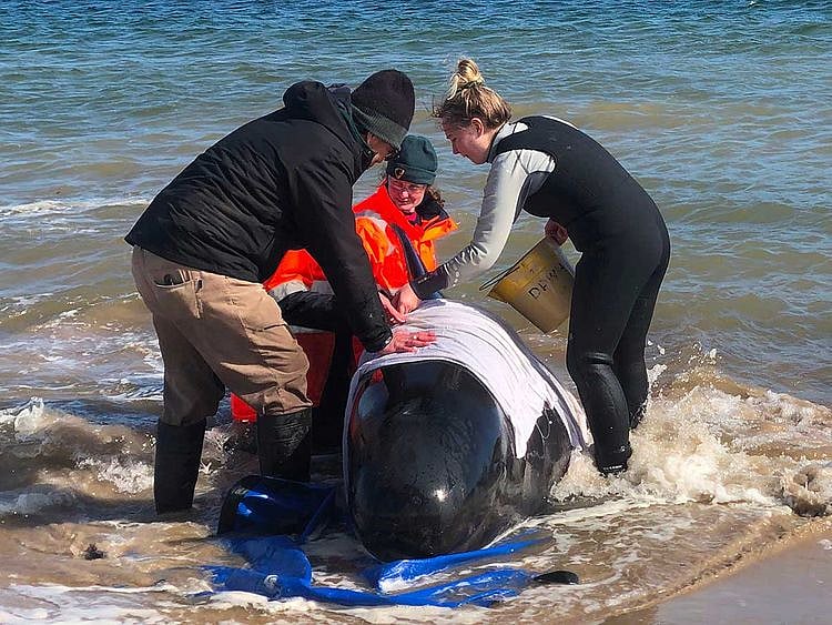 Whale stranded Tasmania Australia