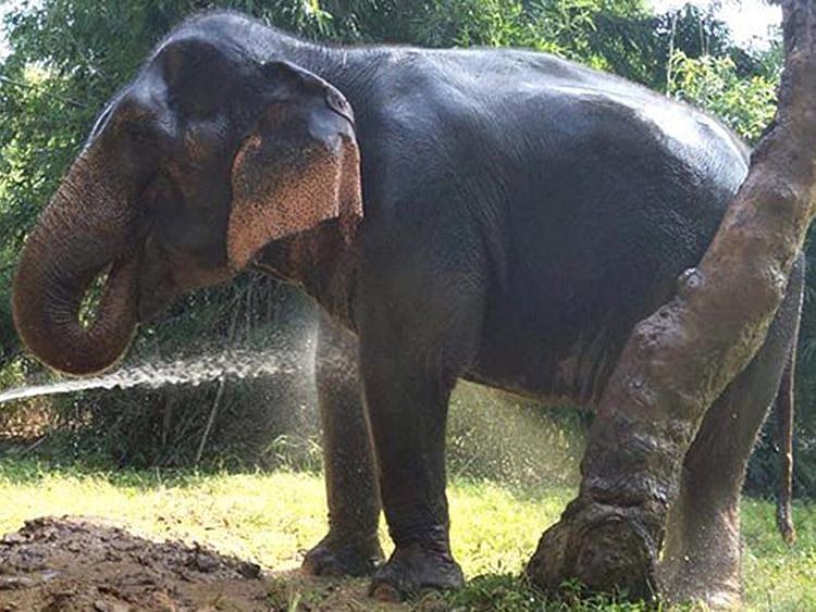 Jasmine the elephant, in Haryana, India