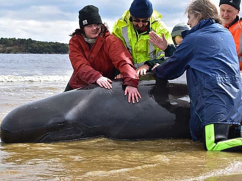 Rescuers work to save a whale on a beach in Macquarie Harbour on the rugged west coast of Tasmania on September 25, 2020, as Australian rescuers were forced to begin euthanising some surviving whales from a mass stranding that has already killed 380 members of the giant pod. 
