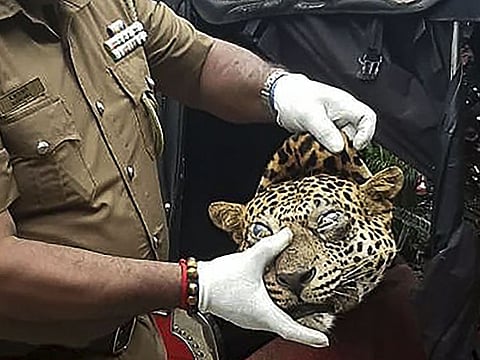 A Sri Lankan police Chief Inspector holds the severed head of a leopard who was entrapped in a snare and killed, in Ududumbara some 50 kms from the city of Kandy in central Sri Lanka on September 25, 2020.