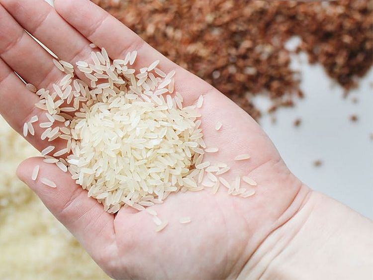 Rice