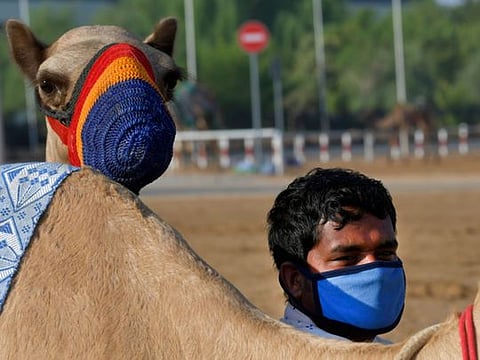 COVID-19: Dubai camel races resume with robot jockeys
