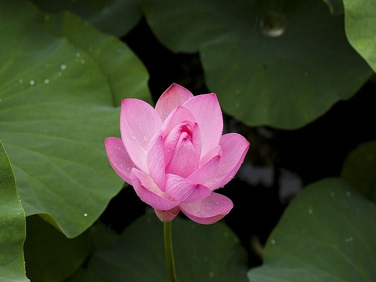 lotus flower
