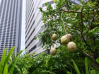 Green shoots: Rooftop farming takes off in Singapore