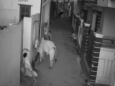 Boy saves grandmother from bull in India