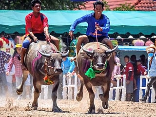 Photos: Thailand's annual buffalo festival races on, despite travel ban