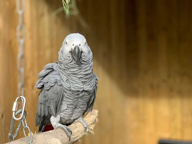 Parrot zoo