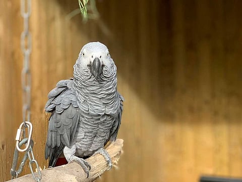 This photo taken on Saturday Sept. 26, 2020 and issued by Lincolnshire Wildlife Park shows an African grey parrot at Lincolnshire Wildlife Centre in Friskney, England, one of five who were separated as keepers say they were encouraging each other to swear. 