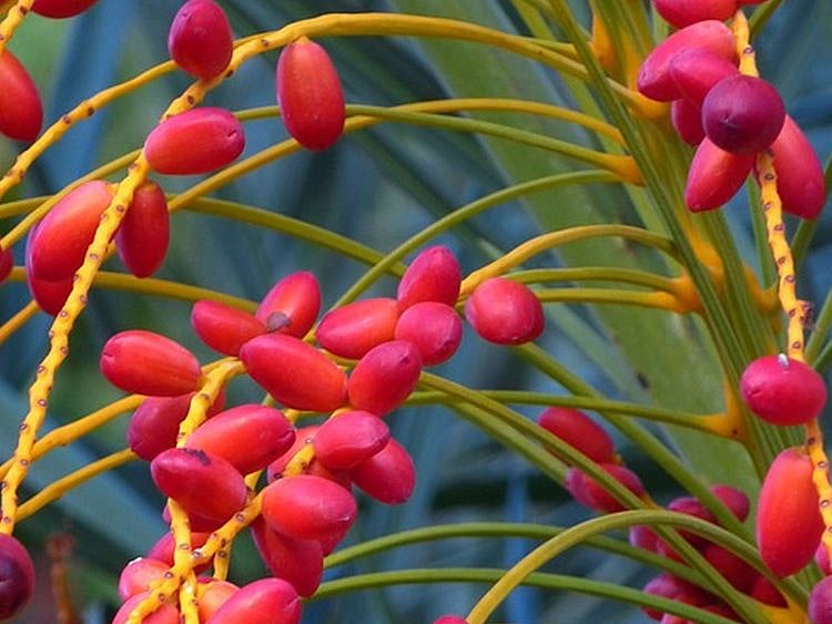 Red dates on tree