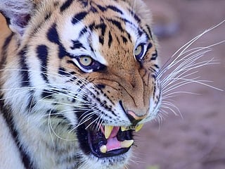 From the Editors: Opening of Dubai Safari, Delhi Capitals serious contenders in IPL UAE, Trump and Bollywood actress Tamannaah battling COVID-19 