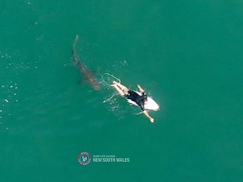 A shark swims close to World championship tour surfer Matt Wilkinson World at Sharpes Beach, New South Wales, Australia, October 7, 2020 in this photo supplied by Surf Life Saving NSW. 