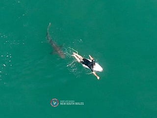 Drone footage shows shark sizing up surfer in Australia