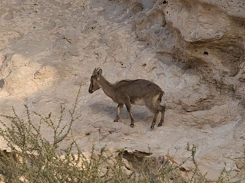 Al Ain’s Jebel Hafeet Reserve is part of Sheikh Zayed Protected Areas Network, and it is now being managed by Abu Dhabi’s environment sector regulator, the Environment Agency Abu Dhabi (EAD).