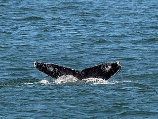 Photos: Young whales looking to dine flock to waters off NYC