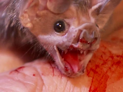 SOCIAL DISTANCING EXPERTS: Sick vampire bats socially distance themselves from groupmates, new research shows. During the darkest part of the night, common vampire bats emerge to hunt. Sleeping cattle and horses are their usual victims, but they have been known to feed on people as well. The bats drink their victim's blood for about 30 minutes. They don't remove enough blood to harm their host, but their bites can cause nasty infections and disease.