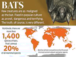 Bats: Smoke them out, nuke them, or love them?