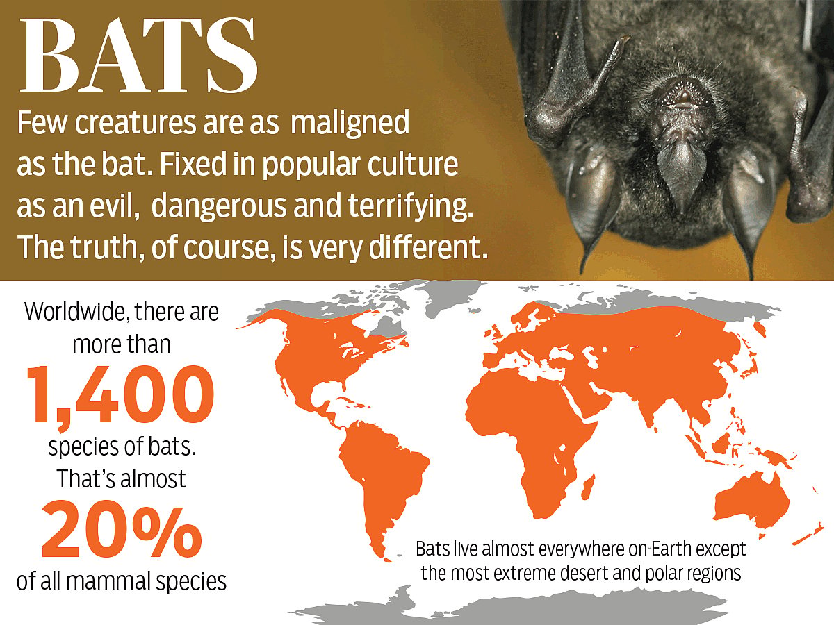 do bats like cigarette smoke bat smoking a normal animal bat smoking a cigar Grinder Tip Cigarette One Hitter