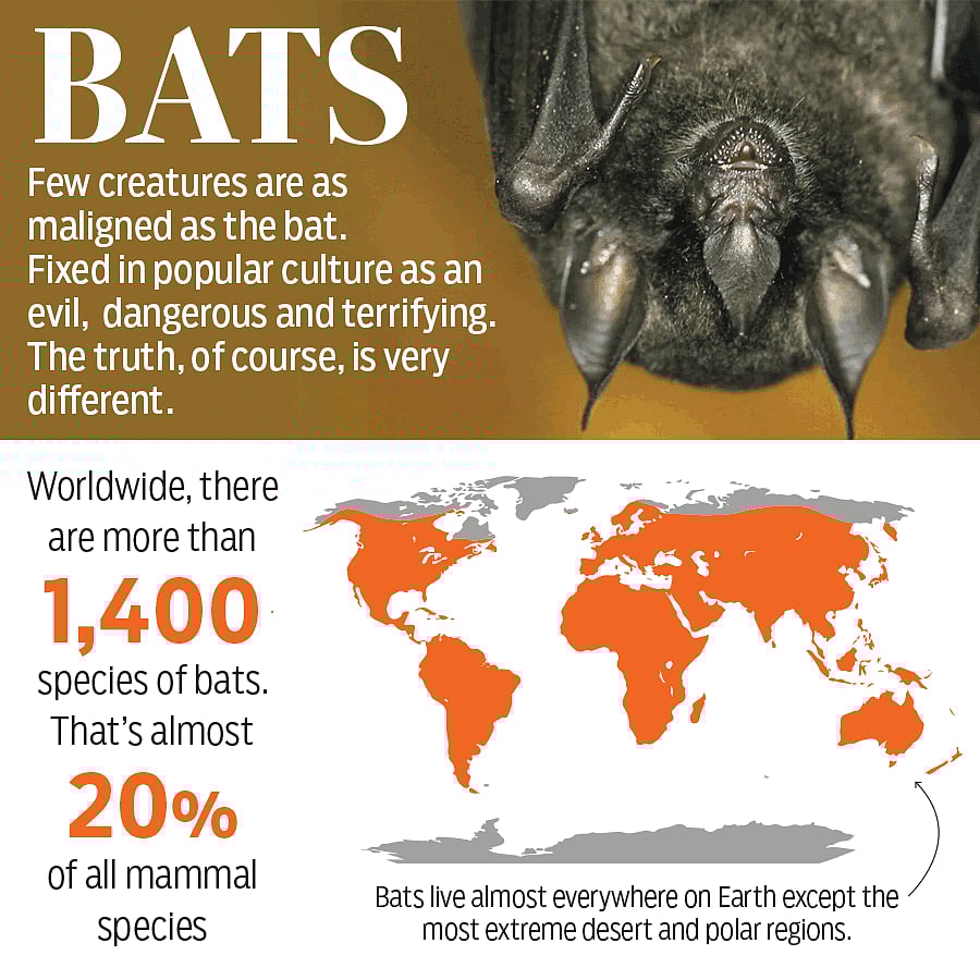 Bats pushback