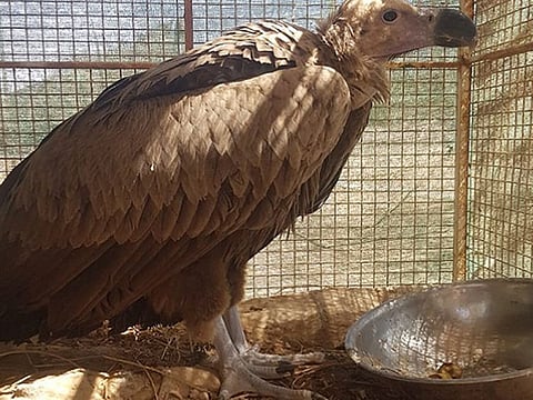 An eagle has been rescued in South Al Sharqiyah, which was found by two men in critical condition. 