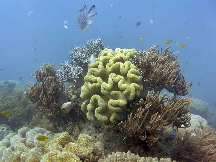 20201014 barrier reef