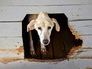 Cuban animal lovers hope new law changes attitudes