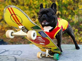 French Bulldog shows off impressive skateboarding skills