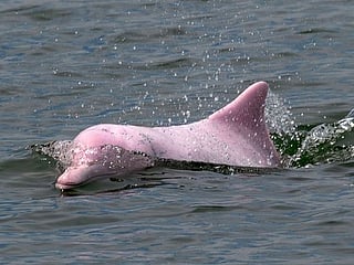Hong Kong pink dolphins enjoy comeback as COVID-19 pandemic slows marine traffic