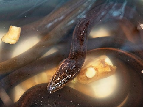 Asian swamp eels are on display for sale at a market in the Chinatown neighborhood of the Manhattan borough of New York.