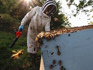 COVID-19: 'Crazy' beekeepers determined to make it in tough times