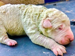 Unfur-gettable: Puppy with green fur born in Sardinia