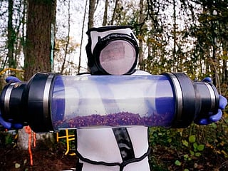 Workers eradicate first nest of 'murder hornets' found in US