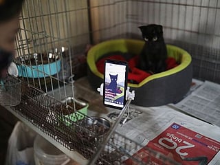 Photos: Catalan cat shelter gets smart to help COVID-19 orphans 