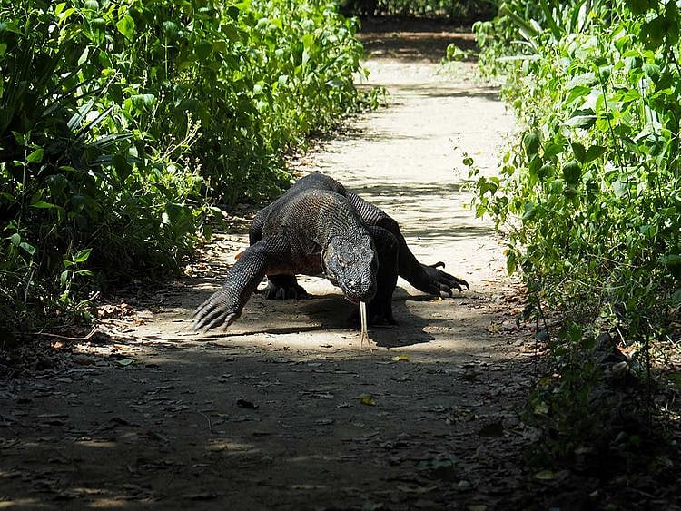 Komodo Dragon is seen in Komodo National Park, Indonesia