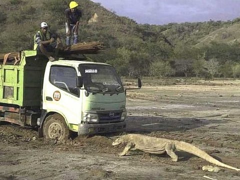 The picture of the Komodo dragon, one of the world's largest lizards, blocking the path of a big vehicle on Indonesia's Rinca Island, has prompted an outpouring of anger about perceived threats to the natural habitat of the vulnerable species.