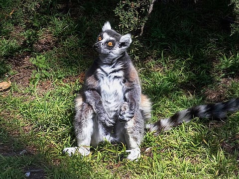 This undated photo provided by the San Francisco Police, courtesy of the San Francisco Zoo, shows a missing lemur named Maki.