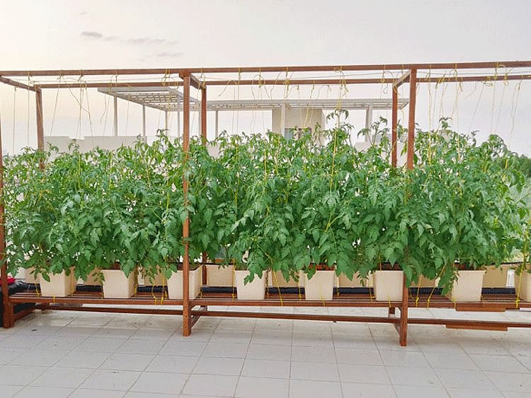 Roof-top Dutch bucket installation