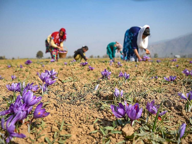 Kashmir family saffron flowers India Pulwama