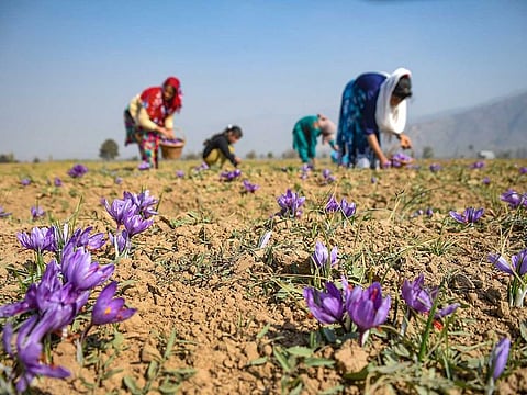 A family plucks saffron flowers from a field at Pampore in Pulwama district of south Kashmir, Tuesday, Oct. 27, 2020. 