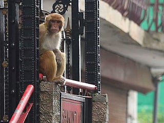Marauding monkeys bring fear to historic Indian tourist haven